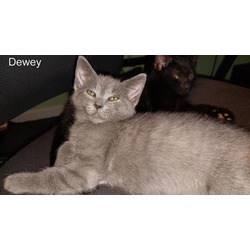 Thumbnail photo of Dewey #2