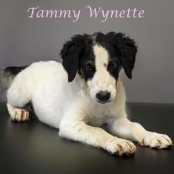 Thumbnail photo of Tammy Wynette D24-140 #4