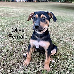 Thumbnail photo of Olive #4