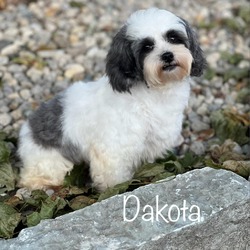 Thumbnail photo of Dakota #1