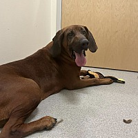 adopt a pet