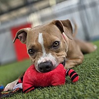 adopt a pet