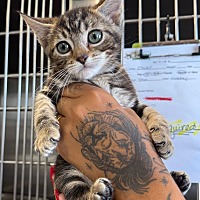 adopt a pet