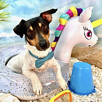 adopt a pet