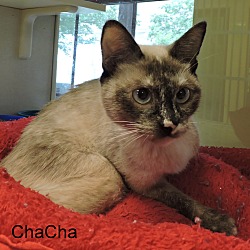 Thumbnail photo of ChaCha #3