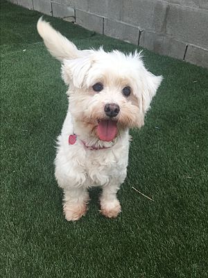 Seal Beach, CA - Lhasa Apso/Westie, West Highland White Terrier. Meet