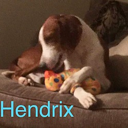 Thumbnail photo of HENDRIX #4