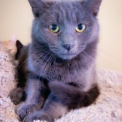 Photo of Polli