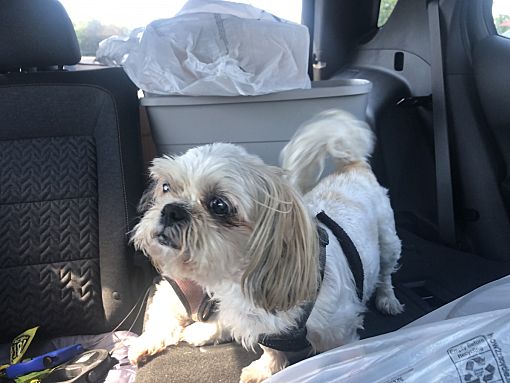 Kentwood, MI - Shih Tzu/Shih Tzu. Meet Zoey a Pet for Adoption ...