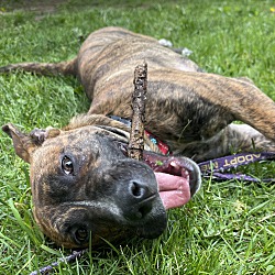 Thumbnail photo of Molly Dee ~ meet me! #3