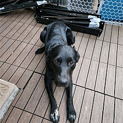 Photo of Loki S.