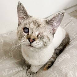 Photo of Bubbles (Aka Panamera)