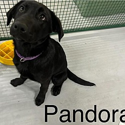 Photo of Pandora