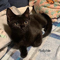 Photo of Ralphie