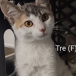 Thumbnail photo of Tre #1