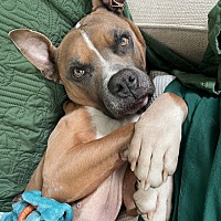 adopt a pet