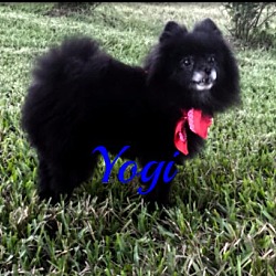 Thumbnail photo of Yogi #2
