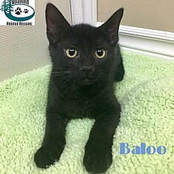Thumbnail photo of Baloo - Adopted Nov 2017 #1