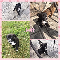 Thumbnail photo of Jett #2