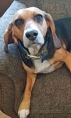 Downers Grove, IL - Beagle. Meet ADOPTED!!! Reggie a Pet for Adoption ...