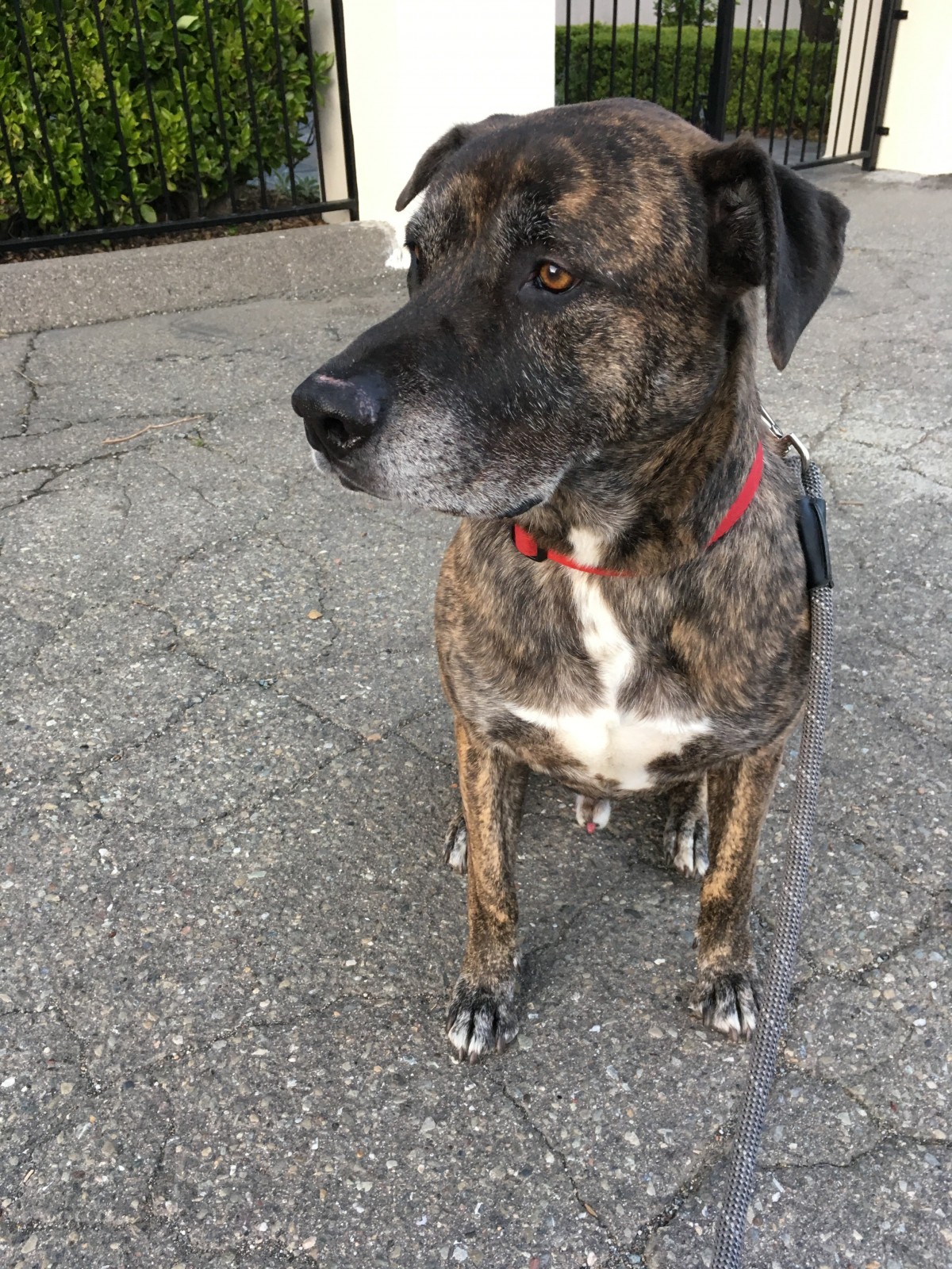Adopt Seabass a Brindle Bullmastiff / Labrador Retriever / Mixed dog in