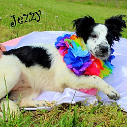 Thumbnail photo of Jezzy~adopted! #3