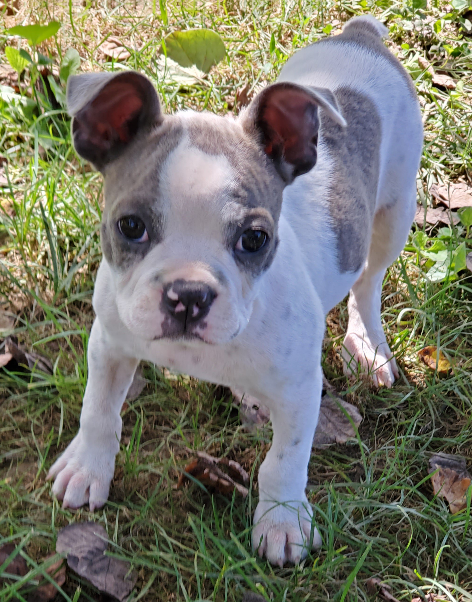 Adopt Levi a White with Gray or Silver Boston Terrier