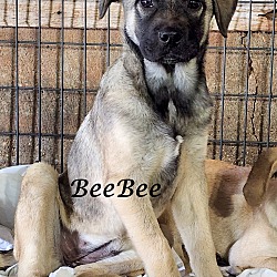 Thumbnail photo of BeeBee ~ meet me! #1