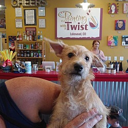 Photo of Woowoo **Foster Home**
