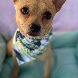 Photo of Murdock