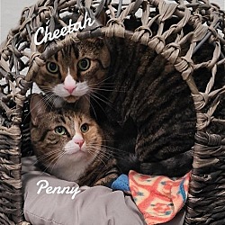 Photo of Cheeta & Penny (bonded pair)