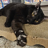 adopt a pet