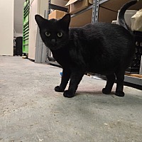 adopt a pet