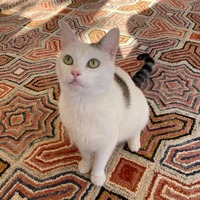 adopt-pet