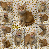 adopt-pet