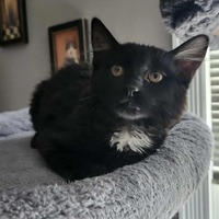 adopt-pet