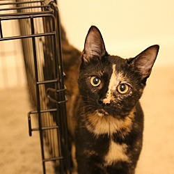 Thumbnail photo of Pebbles *FOSTER NEEDED* #2