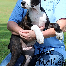Thumbnail photo of Mac McKee ~adopted! #2