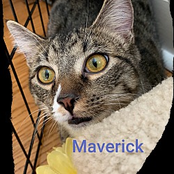 Photo of MAVERICK
