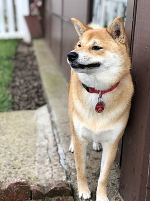 Staten Island Ny Shiba Inu Meet Shiva A Pet For Adoption