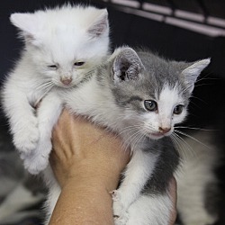 Thumbnail photo of Kittens! #2