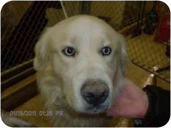 blue eyed great pyrenees