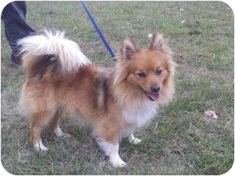 Brattleboro Vt Sheltie Shetland Sheepdog Meet Simba In New Brattleboro Vt Sheltie Shetland