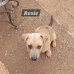 Photo of Rosie