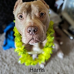 Thumbnail photo of Harris #4