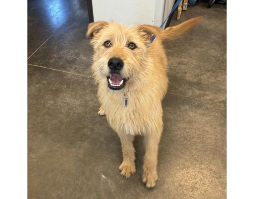 Show Low, AZ - Wheaten Terrier/Mixed Breed (Medium). Meet Dock a Pet ...