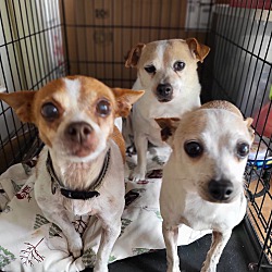 Photo of Chloe, Memory, Buddy