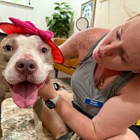 adopt a pet
