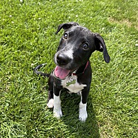 adopt-pet