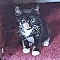 adopt a pet